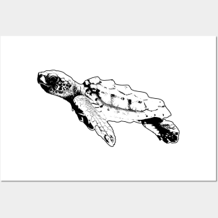 Cute Turtle Art Posters and Art